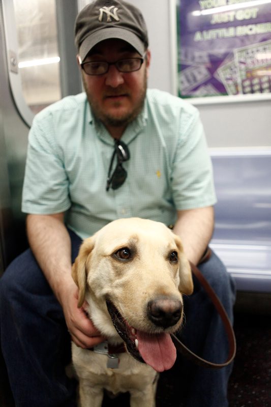 Brian Fischler seated on a New York subway train, leaning forward with both hands resting on his yellow Labrador guide dog, who sits between his knees facing the camera with his mouth open and tongue out. Brian wears a gray New York Yankees cap, glasses, and a mint green checked short-sleeved shirt with sunglasses hooked in the collar. A leather leash loops across his lap and a subway advertisement is visible on the wall behind him.