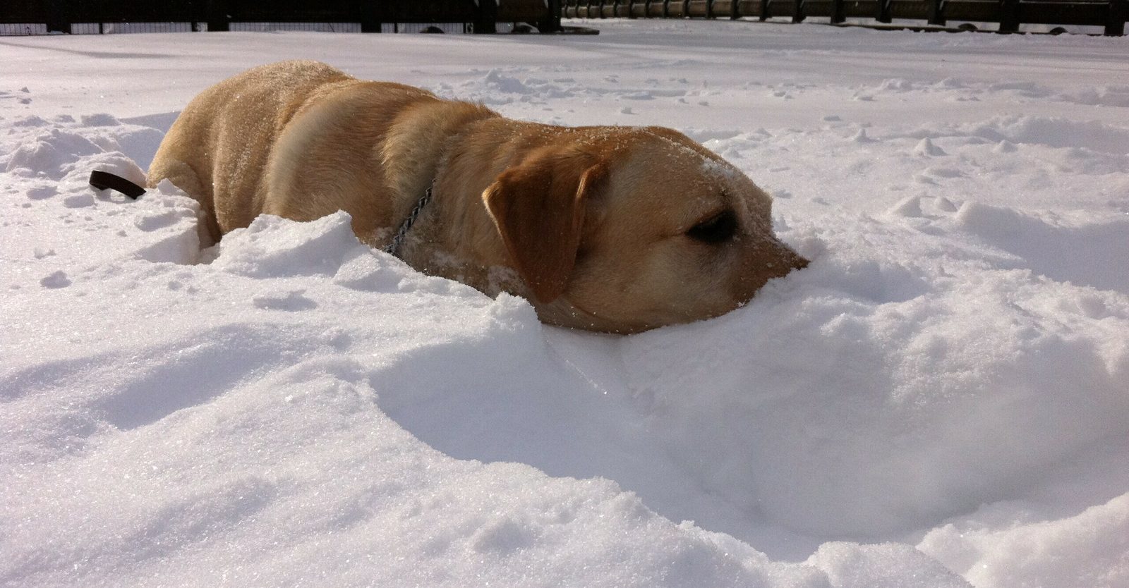 A yellow Labrador plowing forward through deep fresh snow, buried to the shoulders so only his back and head break the surface. His snout is dusted white and a dark leash trails behind him.