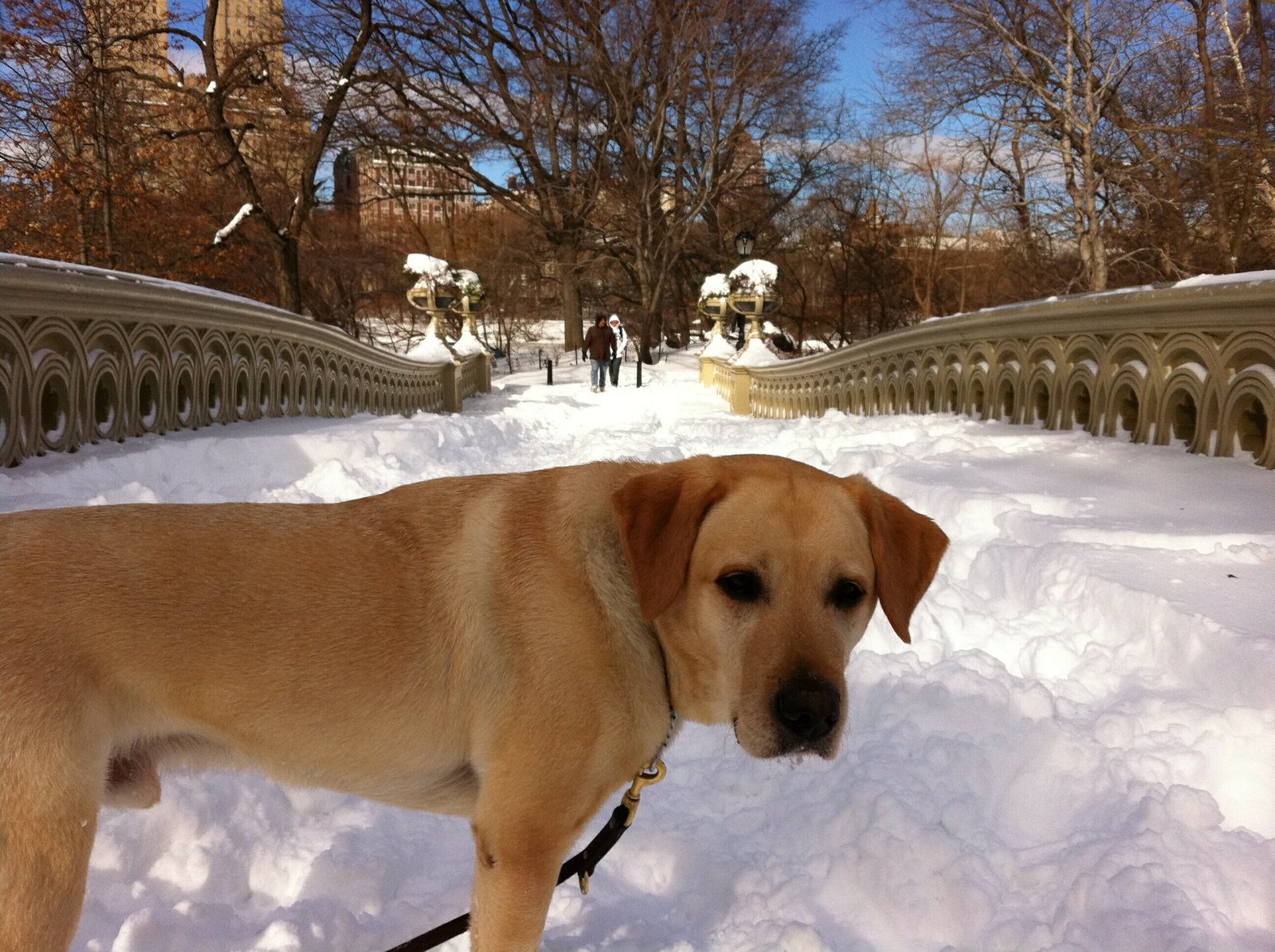 A yellow Labrador standing on a snow-covered path in Central Park, filling the lower half of the frame and looking toward the camera. Behind him is the ornate cast-iron railing of Bow Bridge, bare trees, snow-topped planters, and two people in winter coats walking in the distance.