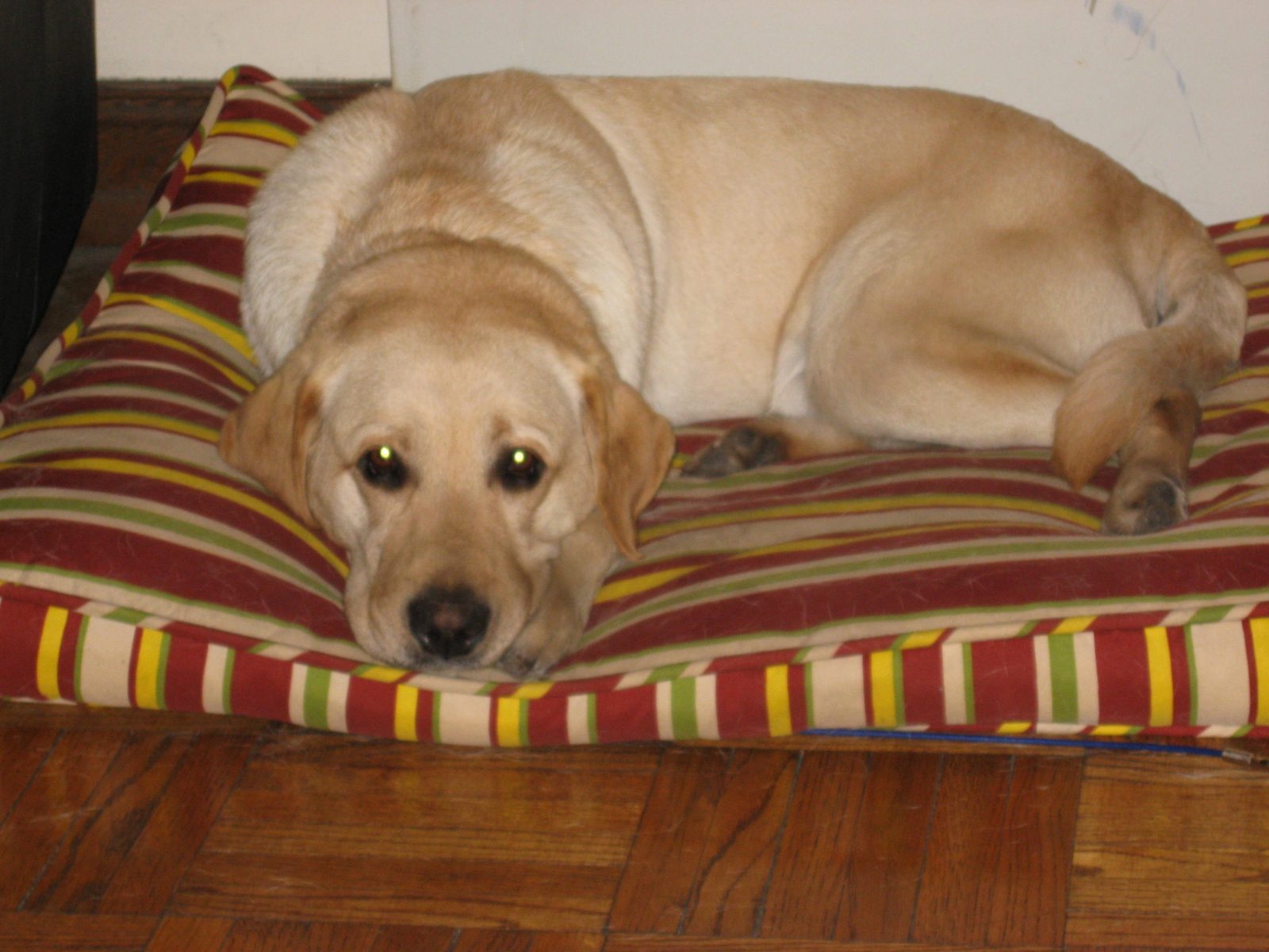 A yellow Labrador lying on a floor cushion striped in red, cream, green and yellow, on a wooden floor. His head rests flat on the cushion between his front paws and he is looking straight at the camera, his eyes catching the light.