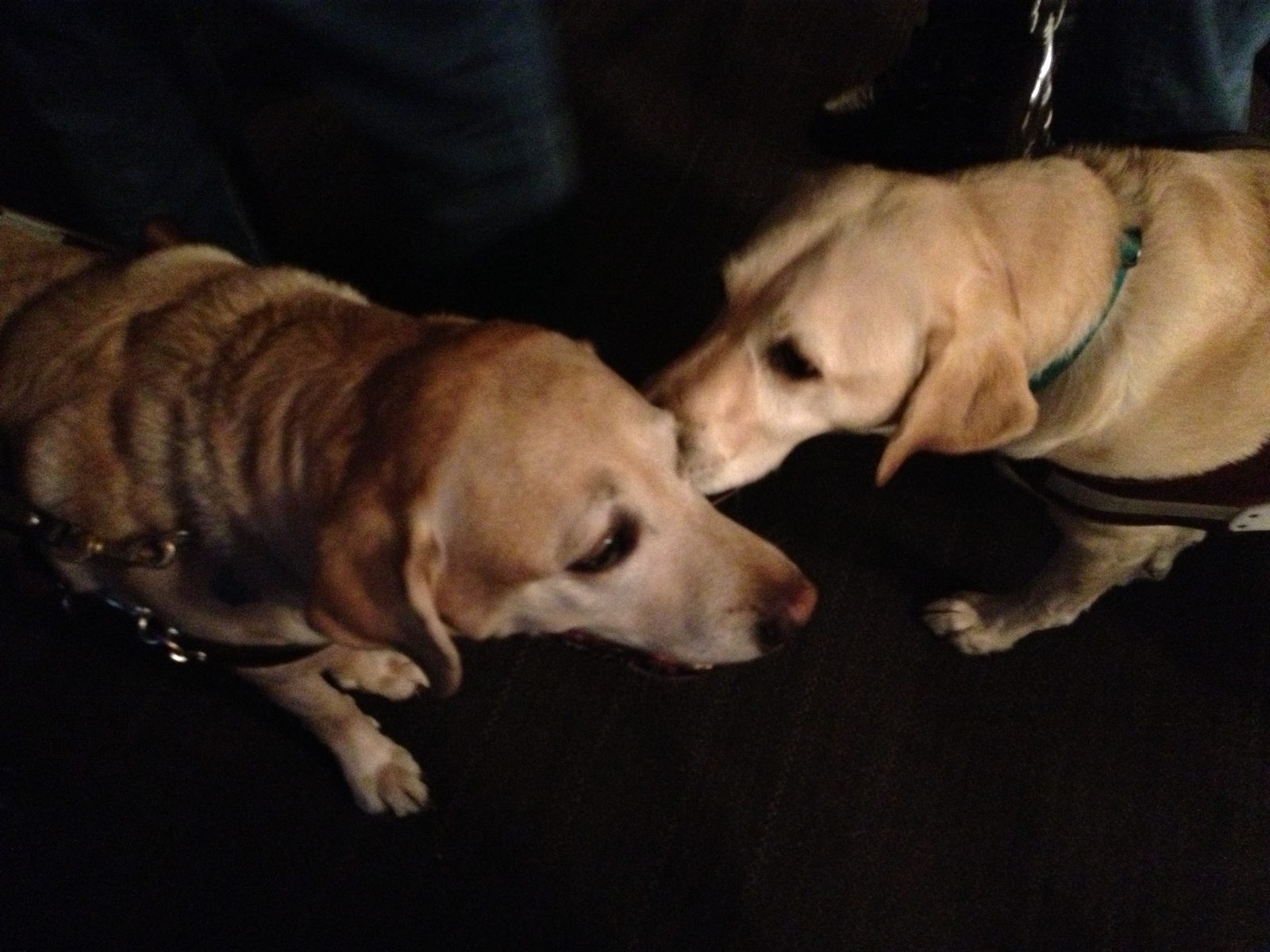 Two yellow Labradors nose to nose in a dimly lit room. The one on the left lies on the floor in a leather guide dog harness with his head down; the one on the right leans in toward him, also in harness, with a green collar. A person's legs are visible behind them.