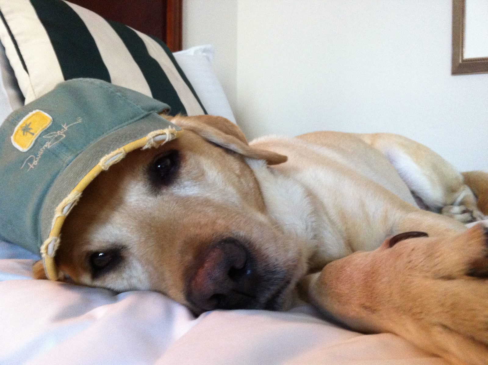 Close view of a yellow Labrador lying on a bed with a faded green Panama Jack cap perched on his head, the brim tipped down over one eye. He is looking up past the brim. A green and cream striped pillow sits behind him.