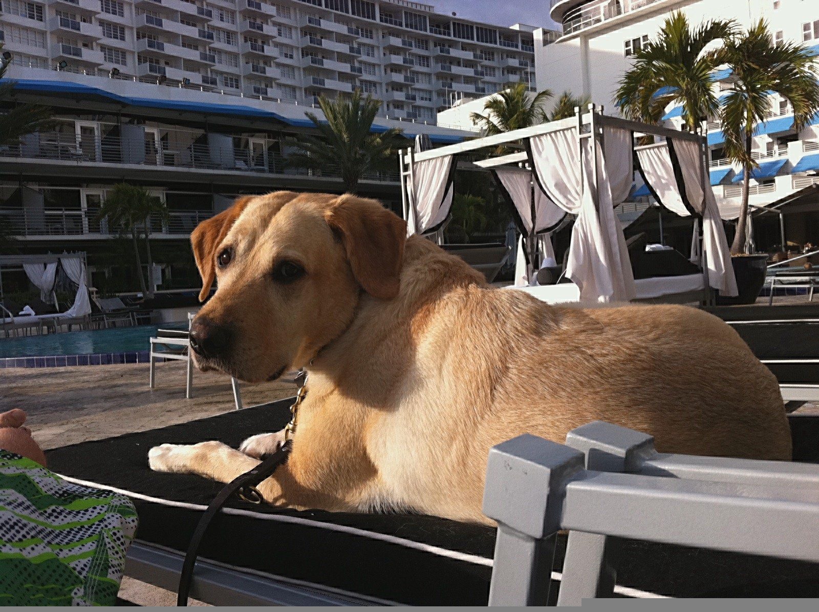 A yellow Labrador lying on the black cushion of a poolside lounger, front paws crossed, looking off to the side. Behind him are a turquoise swimming pool, white cabanas with curtains tied back, palm trees, and a white multi-story hotel.